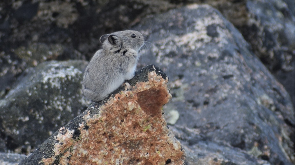 Collared pikas