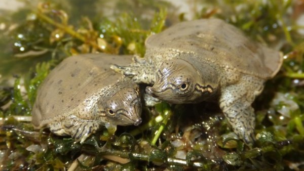 Spiny softshell turtle