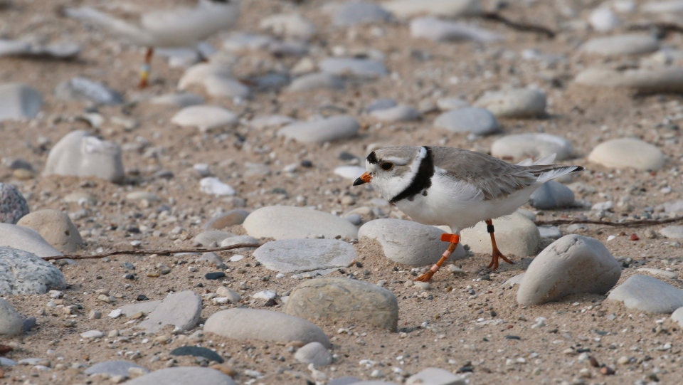 Piping plover